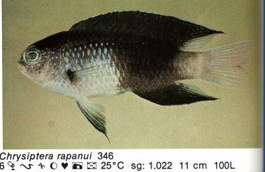 Chrysiptera rapanui